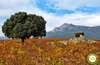 Route through the Rioja Alavesa