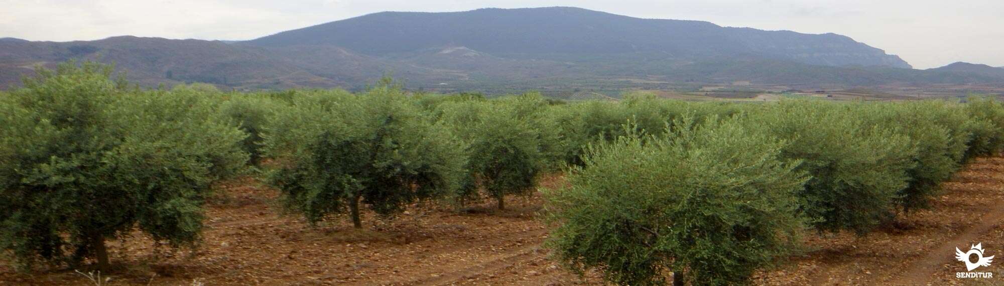 Camino de las huertas de Murillo