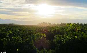 Sunset in the vineyards