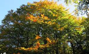 Autumn colours in Irati