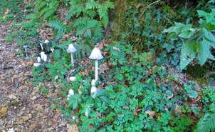 Mushrooms on the Way of Saint James