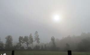 The sun in the fog