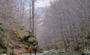 Routes between Beech Trees, Route of The Rajao