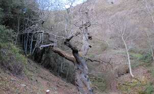 06-Castaño de La Nisia