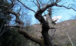 Chestnut tree of La Nisia