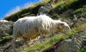 Sheep from the Roncal Valley