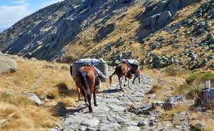 Porteadores