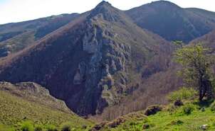 El Tejo Milenario de Anguiano