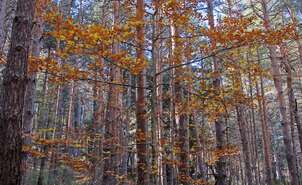 Forest of the Estate Ribavellosa