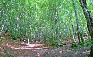 Beech forest in the GR 38 Route of the wine and of the fish Section 5 Otxandio-Durango