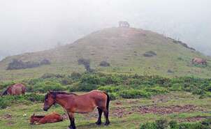 Horses in Gorbea Natural Park
