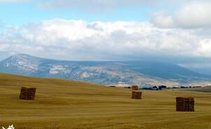 Cereal Fields