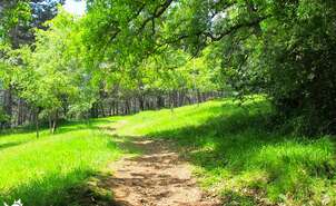05-Un claro en el frondoso bosque