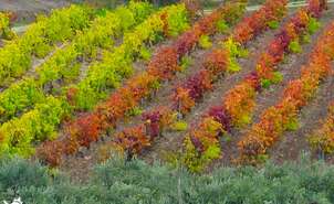 The colorful contrast of the vineyards
