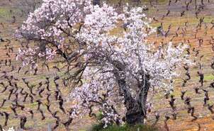 02-Almendro