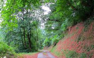 03-Los bosques nos rodean