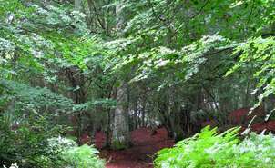 02-Interior del bosque