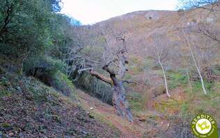 Path of the Chestnut tree of La Nisia