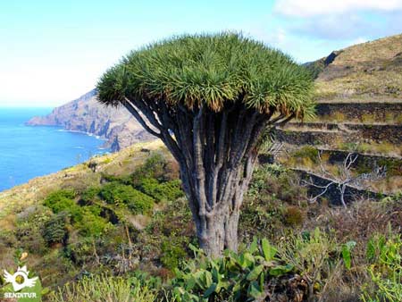 Senderismo en La Palma, mi isla bonita