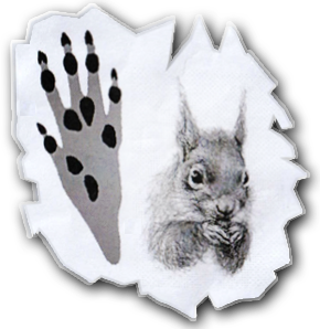 Squirrel Footprints