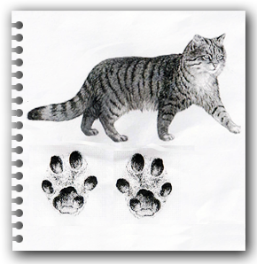 Wildcat Footprint
