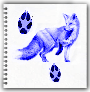 Fox Footprint