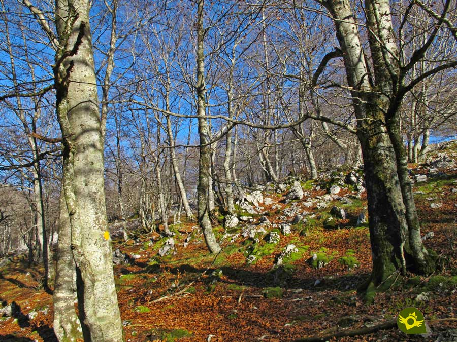 Beech forest in the Aizkorri-Aratz Natural Park
