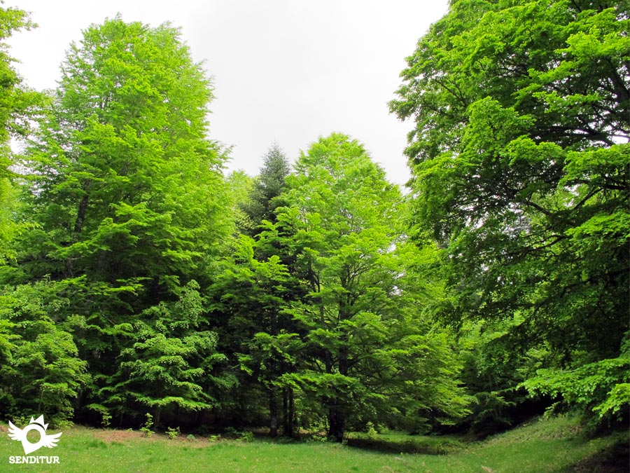 Irati Forest Site