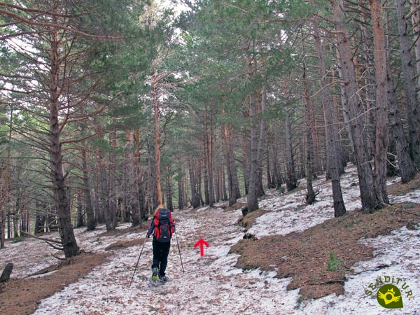 Nos adentramos en el bosque