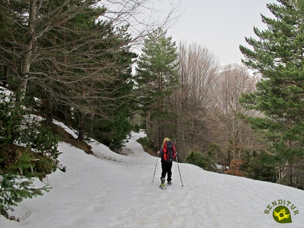 El bosque nos oculta el paisaje