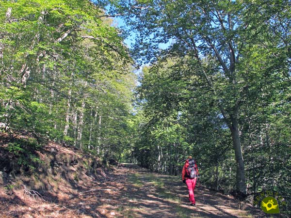 Beech Forest of Peña Roya