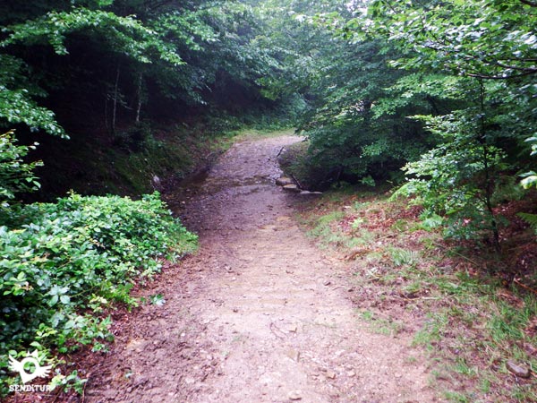 The wide path runs through the forest
