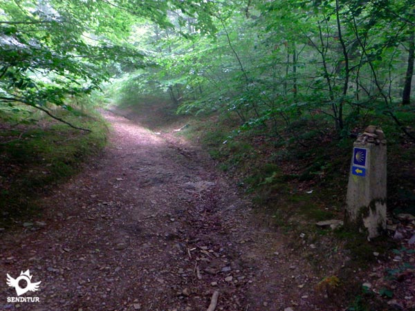 Bosque entre la niebla