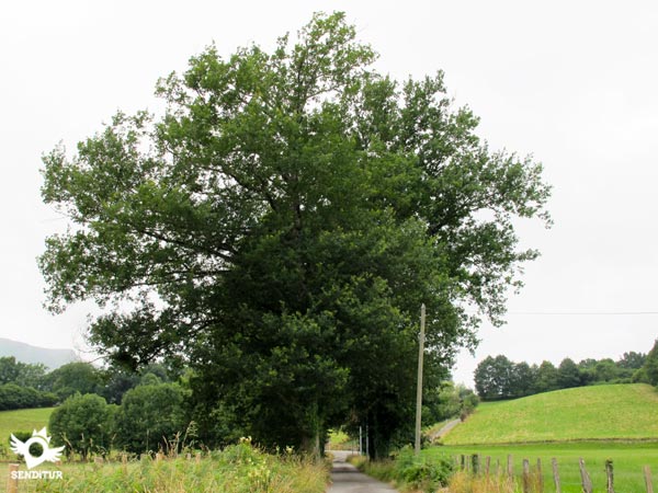 Etapa 01b Variante de Valcarlos del Camino de Santiago