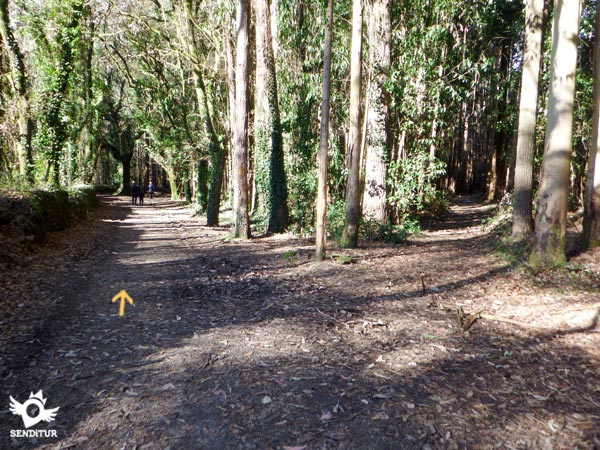 The forest surrounds us completely