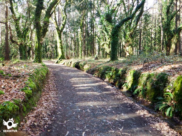 Etapa 29 O Pedrouzo-Santiago de Compostela del Camino de Santiago