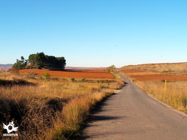 El Camino discurre un tramo por carretera antes de llegar a Azofra