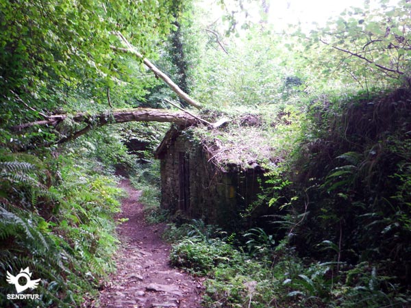 The Primitive Way struggles to make its way through the vegetation