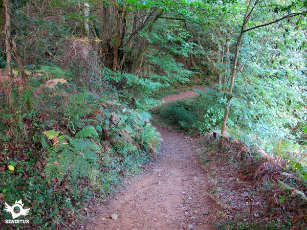 The route crosses a leafy forest