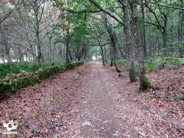 Bosque del Camino Primitivo