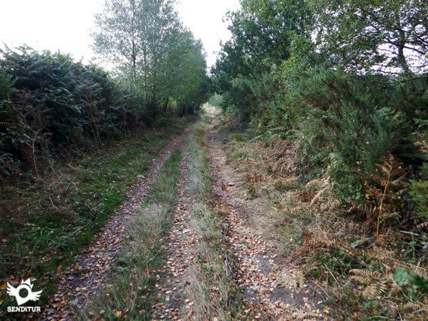 Vegetation almost covers the entire path