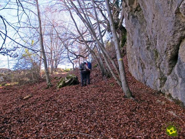 We travel without complications the beech forest of Alba