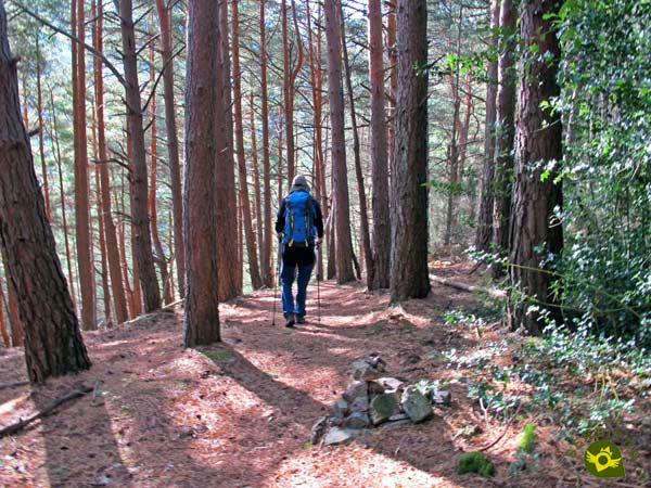 We walk through a pine forest