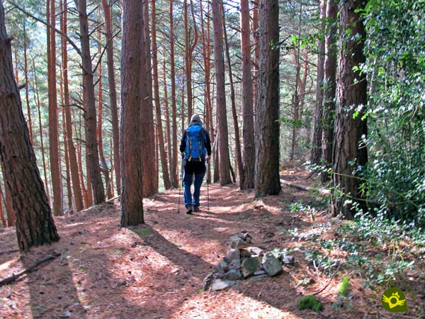 Recorremos un bosque de pinos