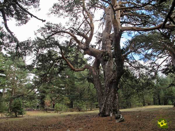 Ir a Sendero de los Abuelos del Bosque