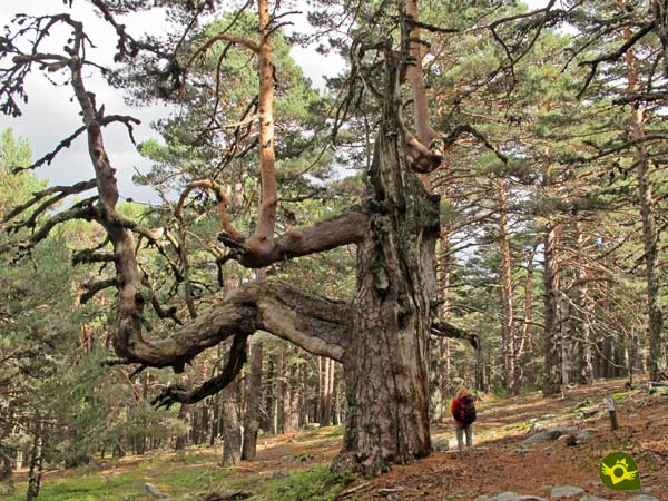 Los ejemplares de pino silvestre son espectaculares 