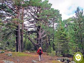 Go to Path of the Grandparents of the Forest