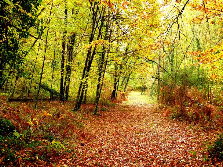 Fageda d'en Jordà,  el Volcán de Santa Margarida  y el Volcán del Croscat