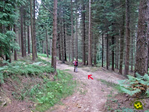 Recorremos el bosque