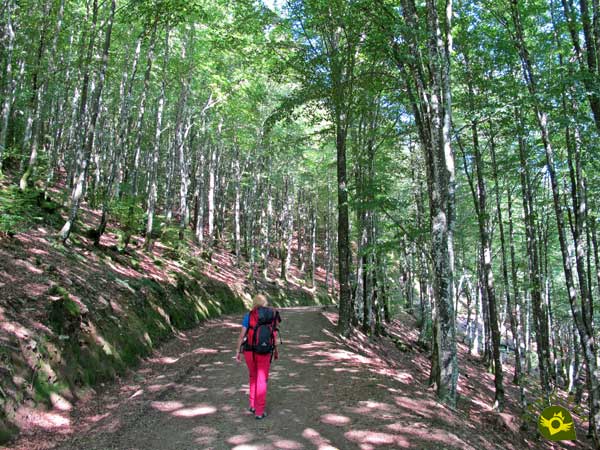 Beech forest on the GR 38 Wine and fish route section 5 Otxandio-Durando